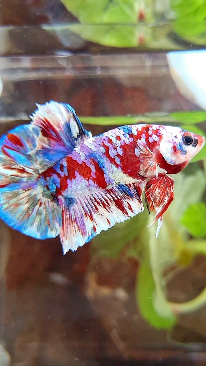 PLAKAT BARONGSAI RED WHITE SUPER GALAXY MULTICOLOR BETTA FISH