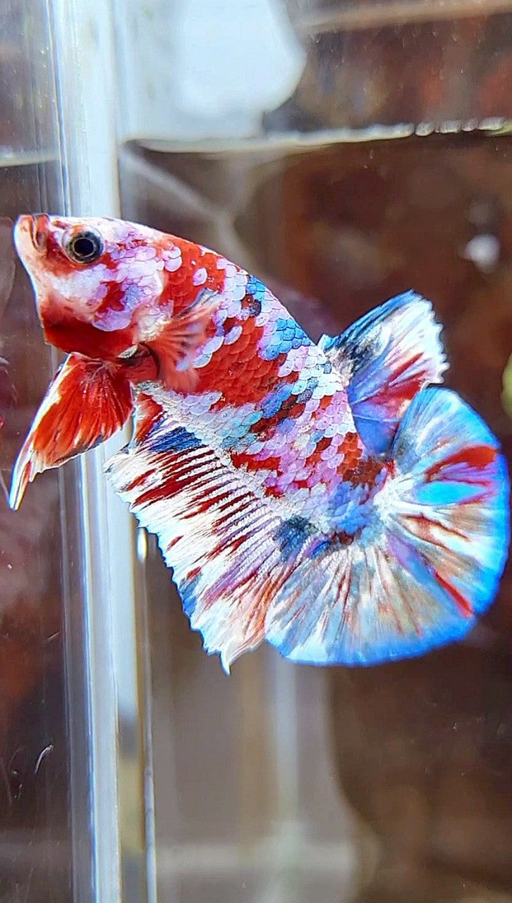 PLAKAT BARONGSAI RED WHITE SUPER GALAXY MULTICOLOR BETTA FISH