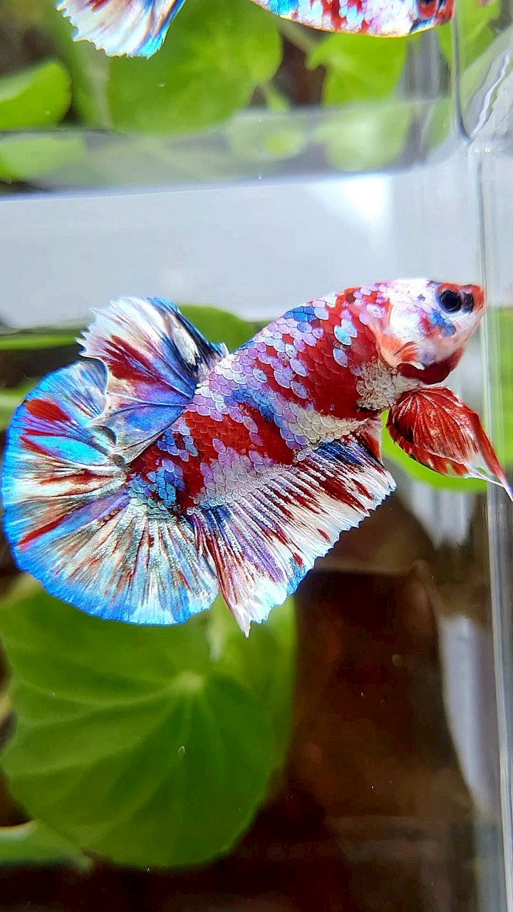 PLAKAT BARONGSAI RED WHITE SUPER GALAXY MULTICOLOR BETTA FISH