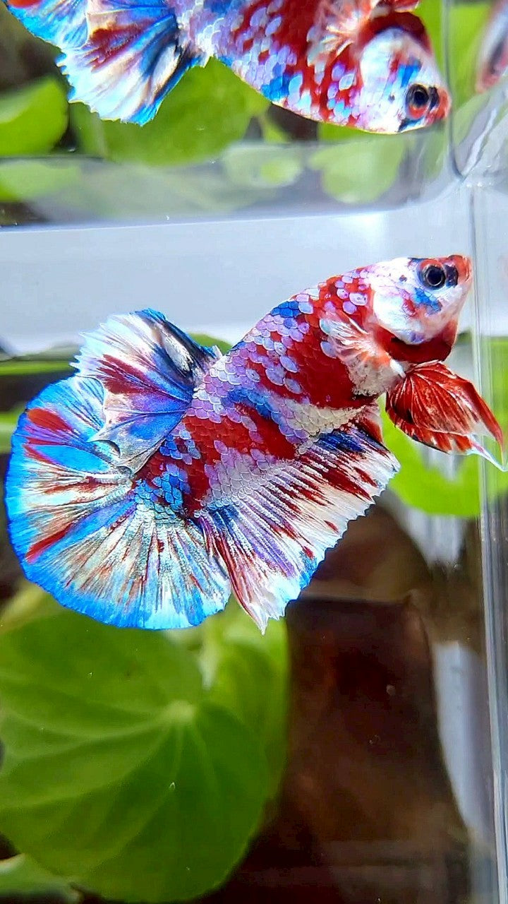 PLAKAT BARONGSAI RED WHITE SUPER GALAXY MULTICOLOR BETTA FISH