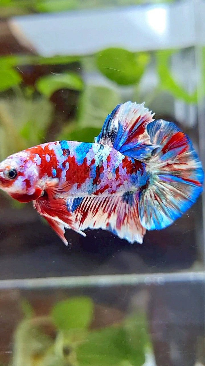 PLAKAT BARONGSAI RED WHITE SUPER GALAXY MULTICOLOR BETTA FISH