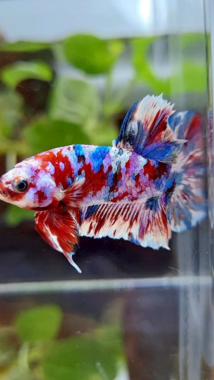 PLAKAT BARONGSAI RED WHITE SUPER GALAXY MULTICOLOR BETTA FISH