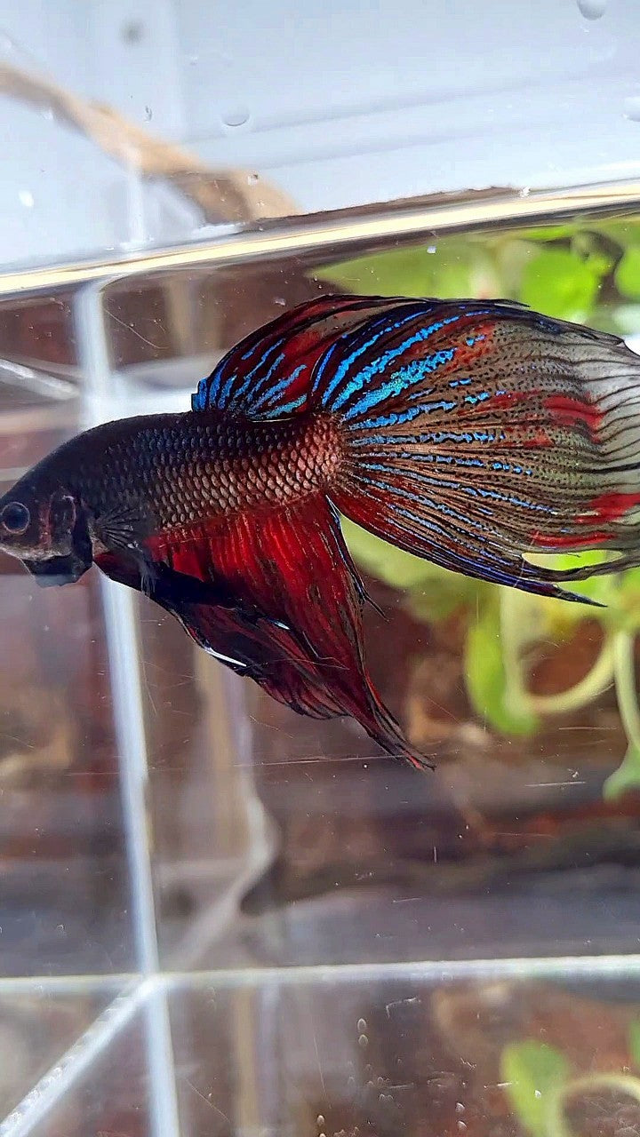 XL VEILTAIL BLACK SERIES FIRE AVATAR BETTA FISH