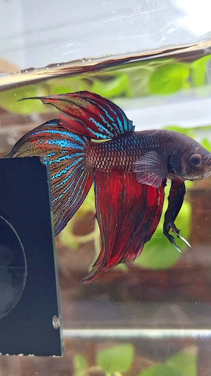 XL VEILTAIL BLACK SERIES FIRE AVATAR BETTA FISH