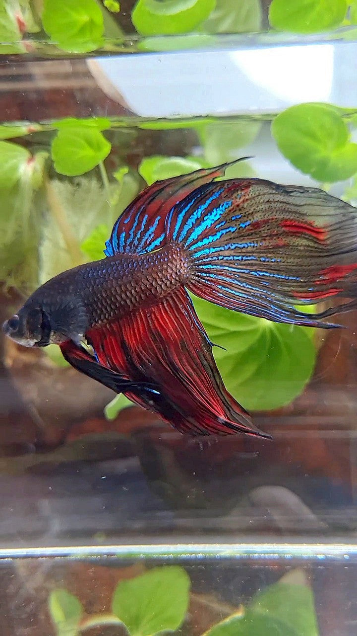 XL VEILTAIL BLACK SERIES FIRE AVATAR BETTA FISH