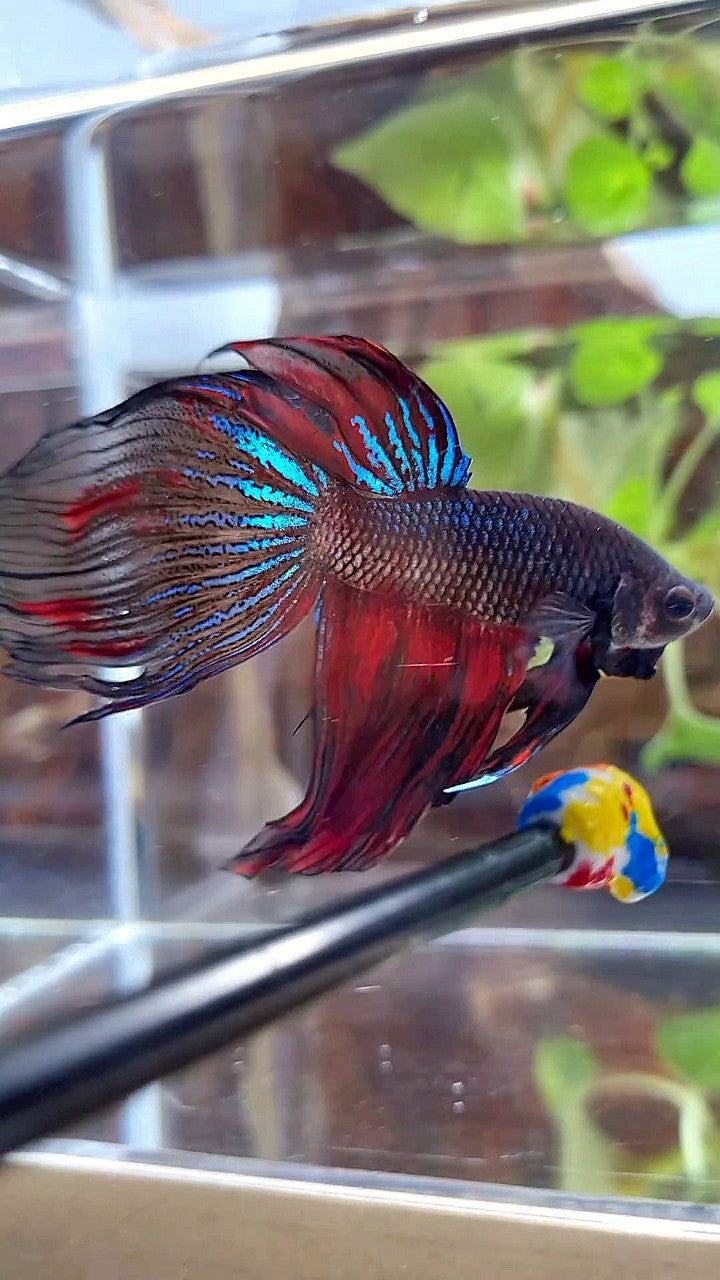 XL VEILTAIL BLACK SERIES FIRE AVATAR BETTA FISH