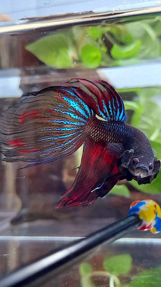 XL VEILTAIL BLACK SERIES FIRE AVATAR BETTA FISH