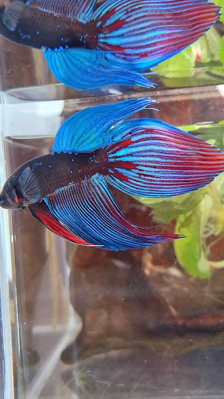 VEILTAIL BLACK SAPPHIRE AVATAR BLUE BETTA FISH