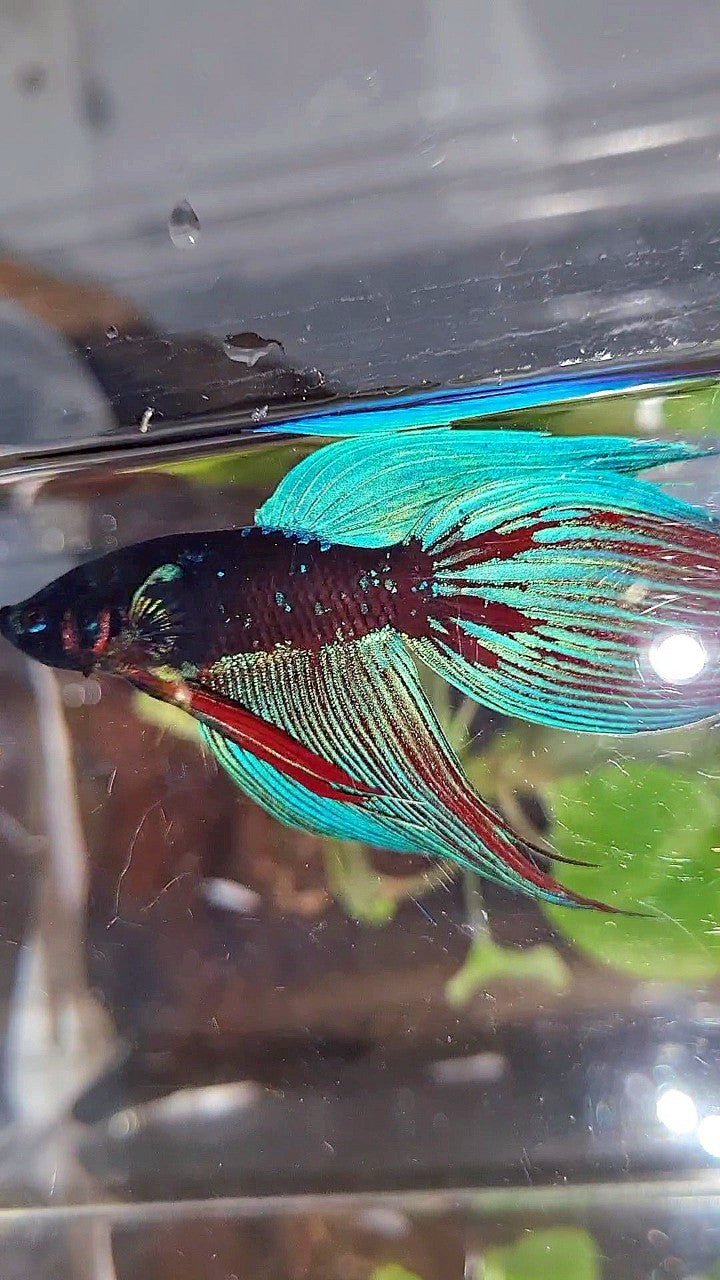 VEILTAIL BLACK SAPPHIRE AVATAR BLUE BETTA FISH