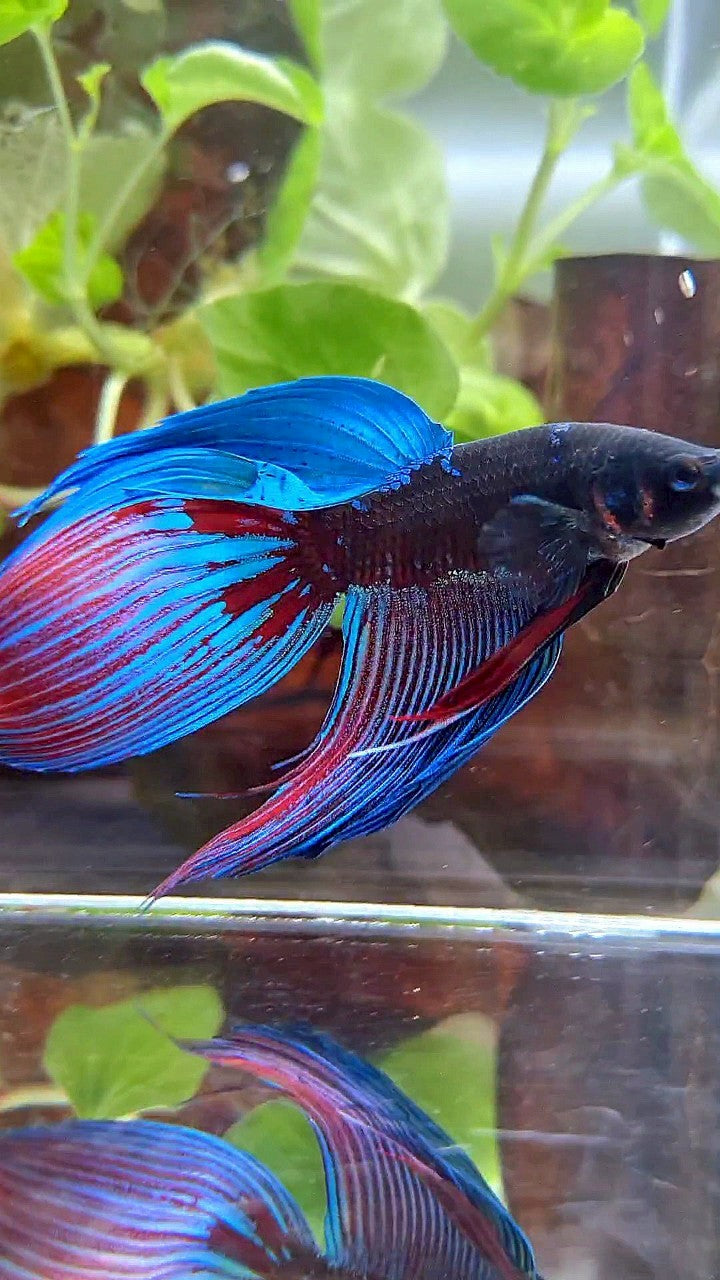 VEILTAIL BLACK SAPPHIRE AVATAR BLUE BETTA FISH
