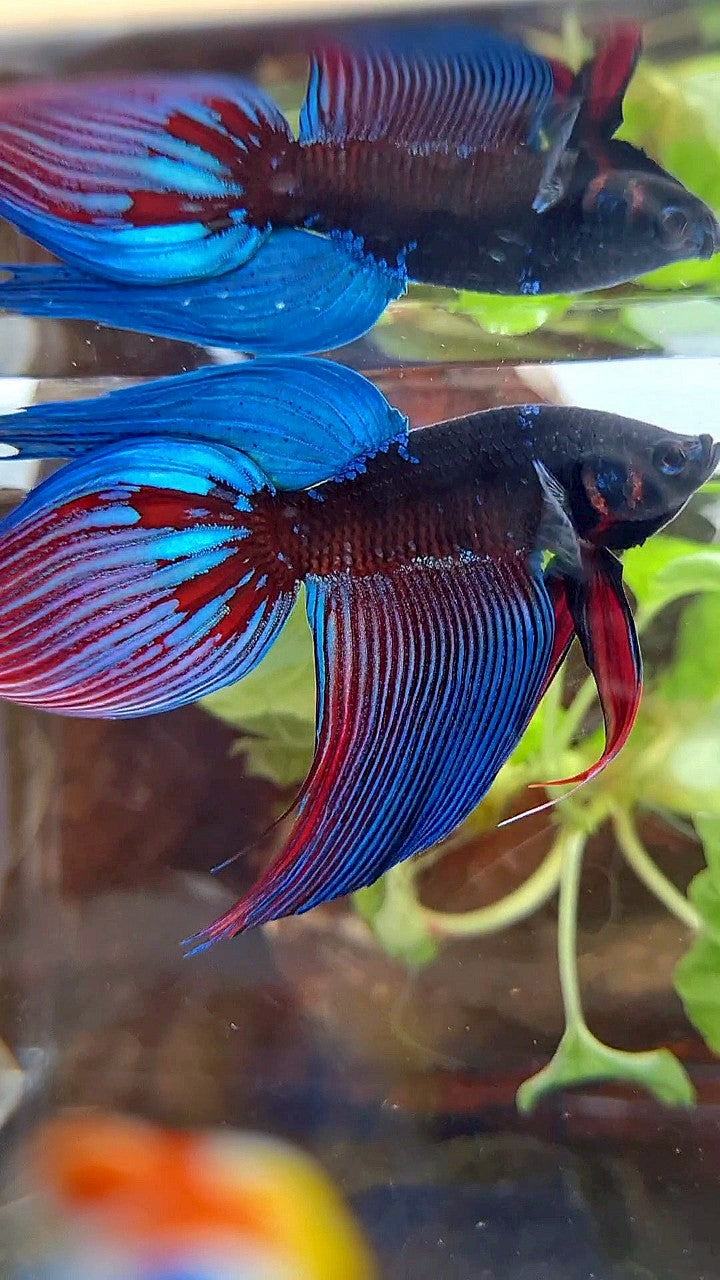 VEILTAIL BLACK SAPPHIRE AVATAR BLUE BETTA FISH