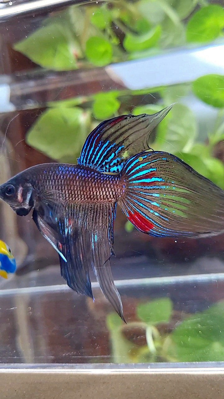 VEILTAIL BLACK AVATAR VARIATION BETTA FISH