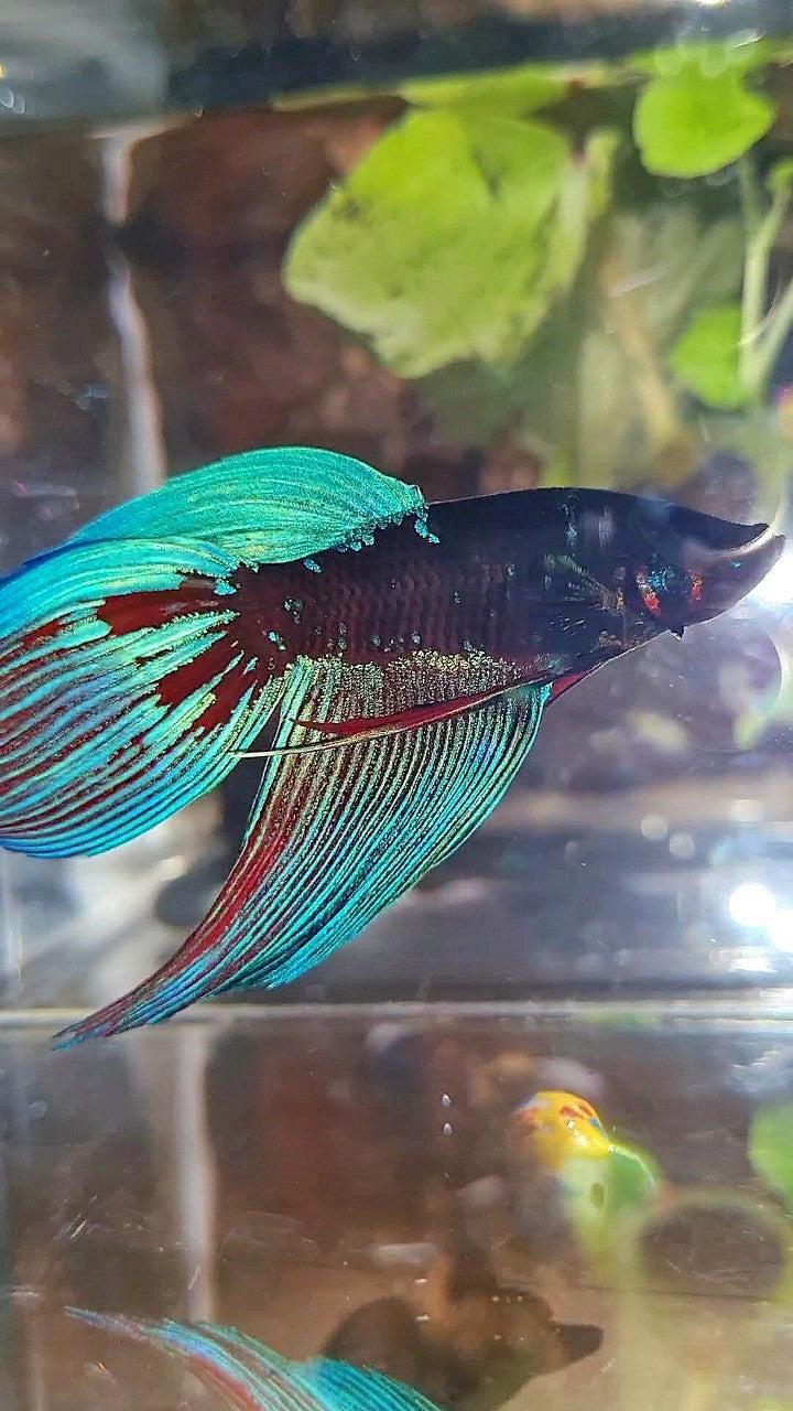 VEILTAIL BLACK SAPPHIRE AVATAR BLUE BETTA FISH