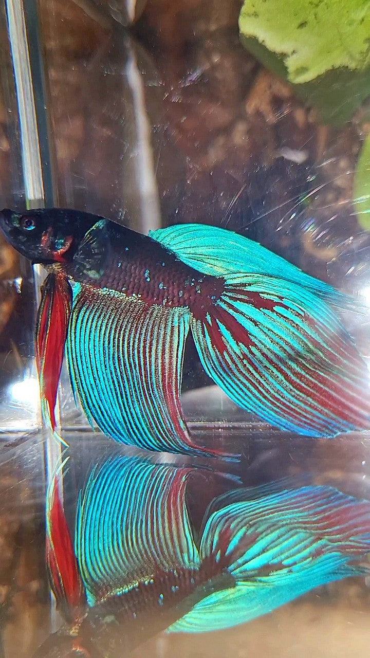 VEILTAIL BLACK SAPPHIRE AVATAR BLUE BETTA FISH