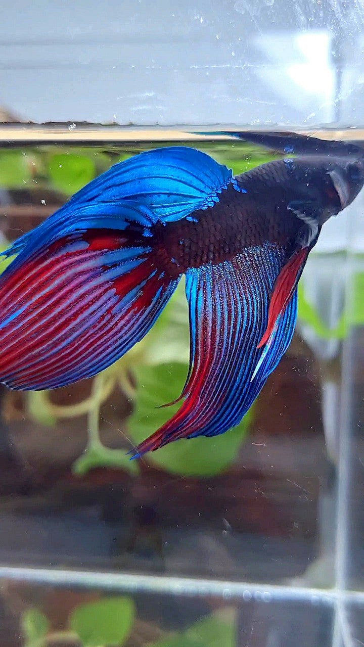 VEILTAIL BLACK SAPPHIRE AVATAR BLUE BETTA FISH