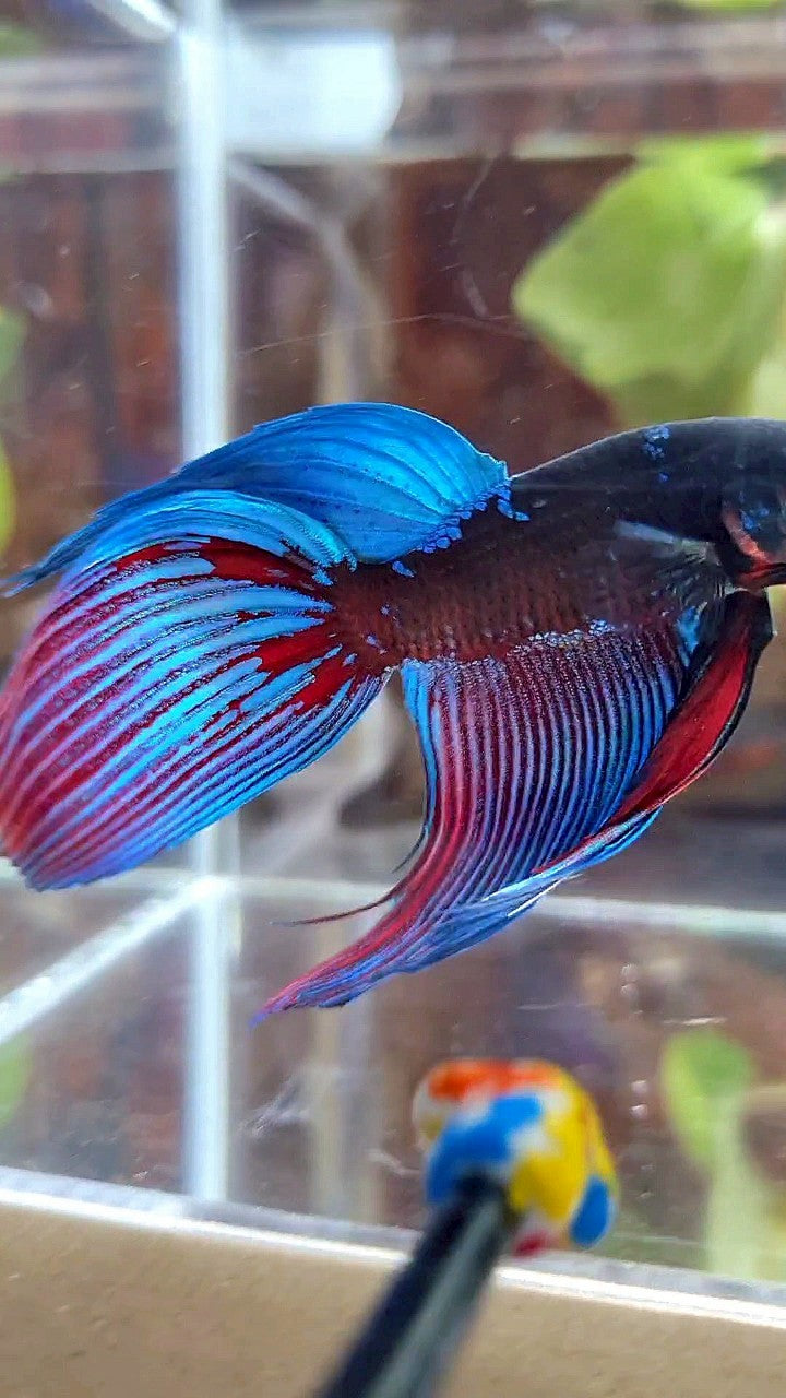 VEILTAIL BLACK SAPPHIRE AVATAR BLUE BETTA FISH