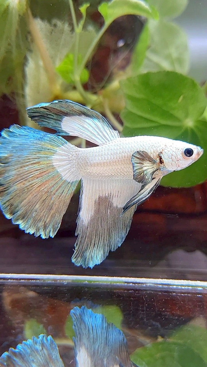HALFMOON COPPER RIM BUTTERFLY BETTA FISH
