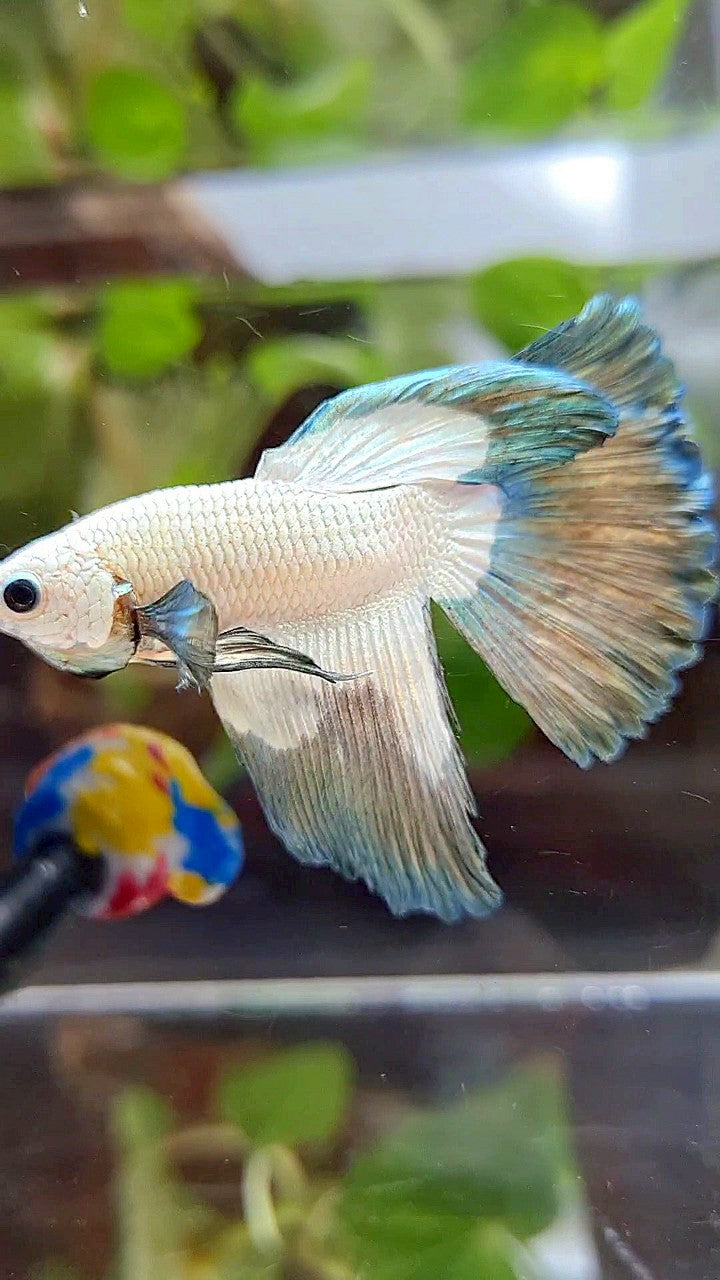 HALFMOON COPPER RIM BUTTERFLY BETTA FISH
