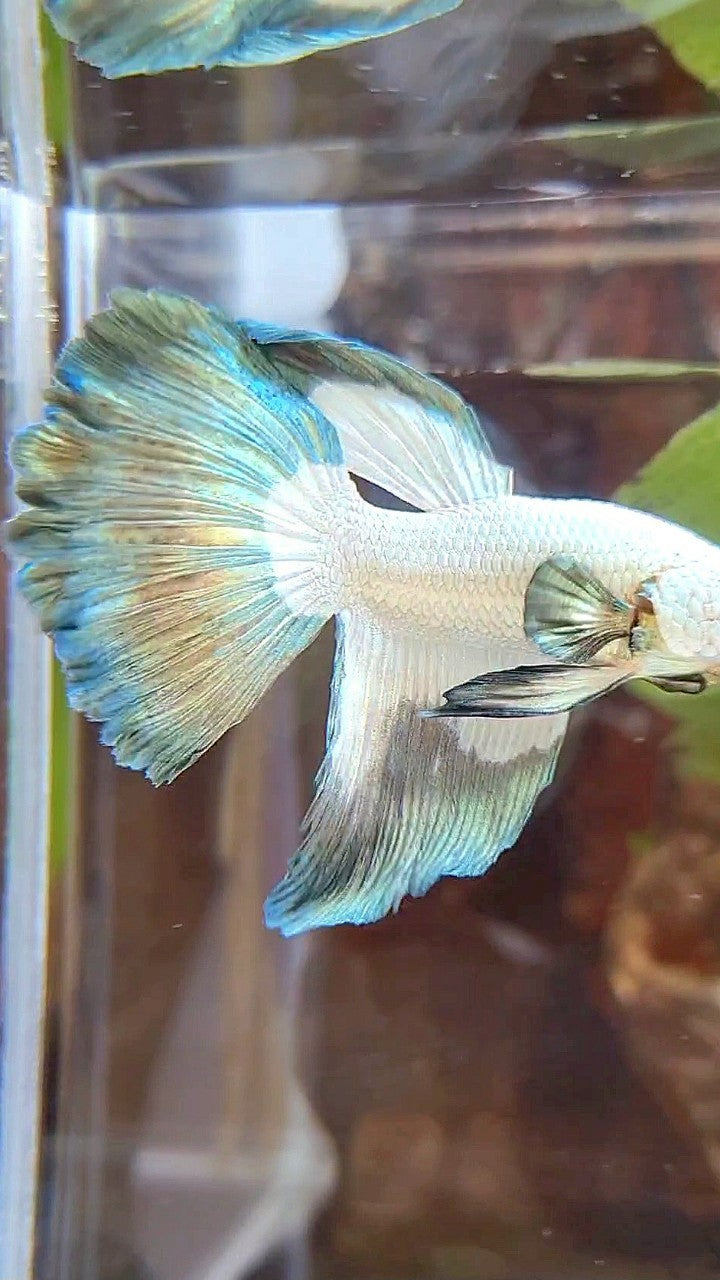 HALFMOON COPPER RIM BUTTERFLY BETTA FISH
