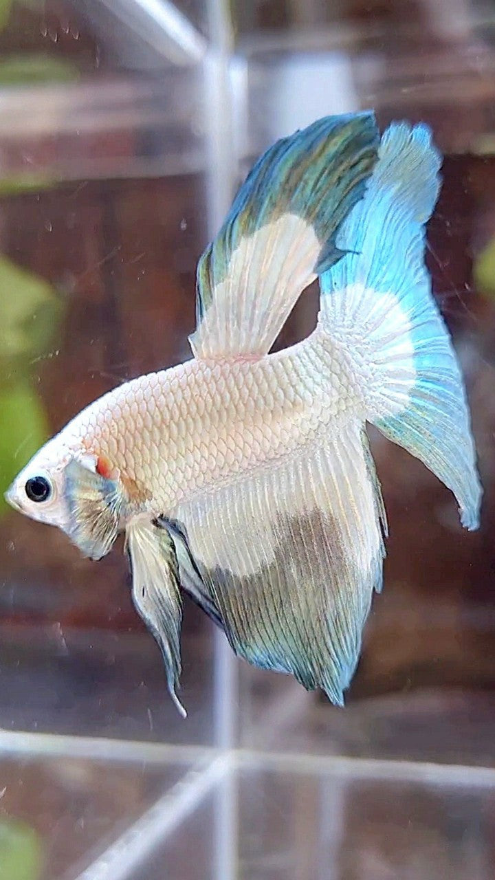 HALFMOON COPPER RIM BUTTERFLY BETTA FISH