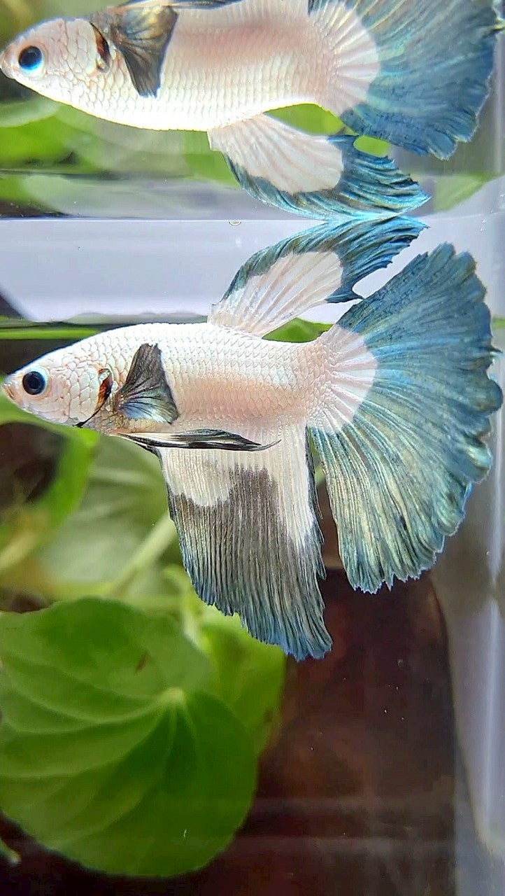 HALFMOON COPPER RIM BUTTERFLY BETTA FISH