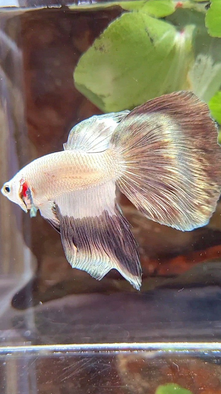 HALFMOON COPPER RIM BICOLOR PATTERN BETTA FISH