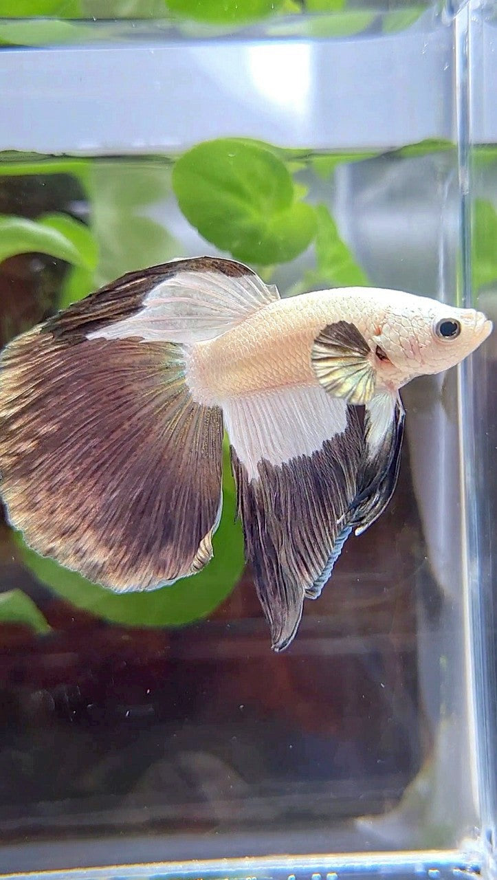 HALFMOON COPPER RIM BICOLOR PATTERN BETTA FISH