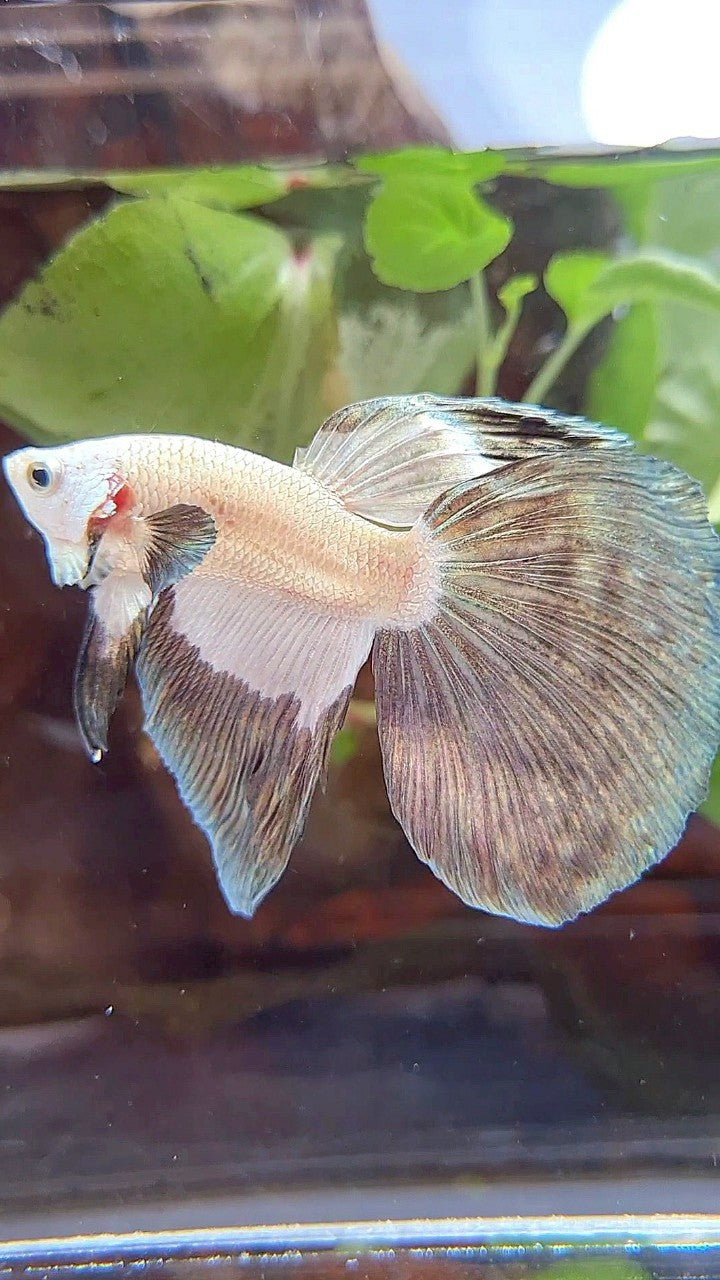 HALFMOON COPPER RIM BICOLOR PATTERN BETTA FISH