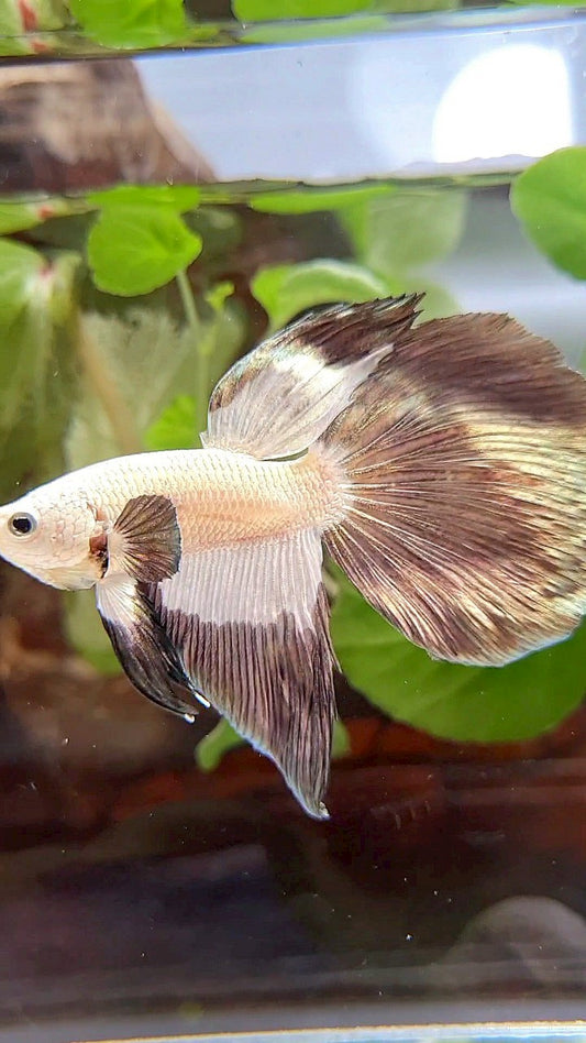HALFMOON COPPER RIM BICOLOR PATTERN BETTA FISH