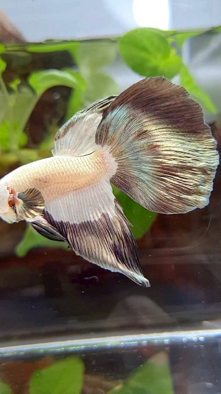 HALFMOON COPPER RIM BICOLOR PATTERN BETTA FISH