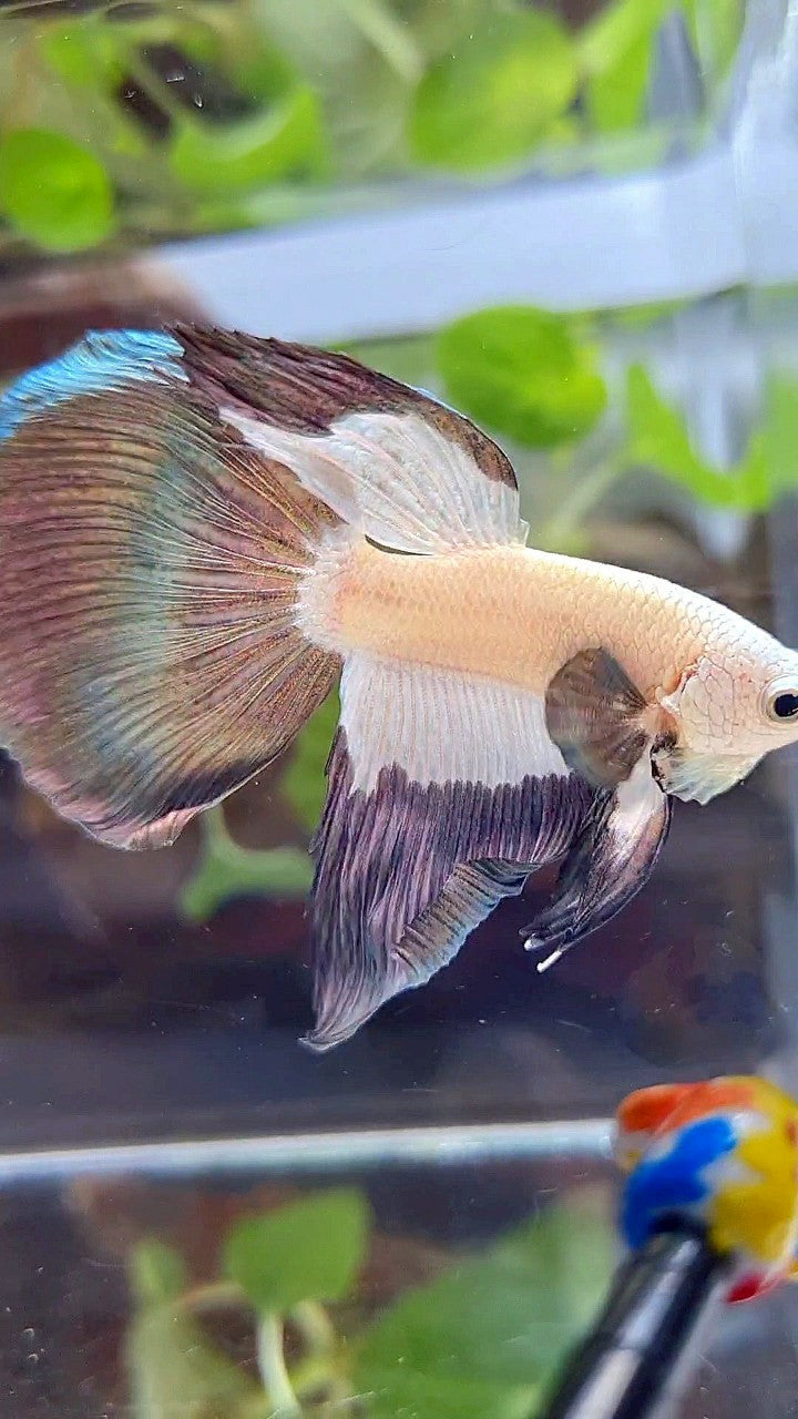 HALFMOON COPPER RIM BICOLOR PATTERN BETTA FISH
