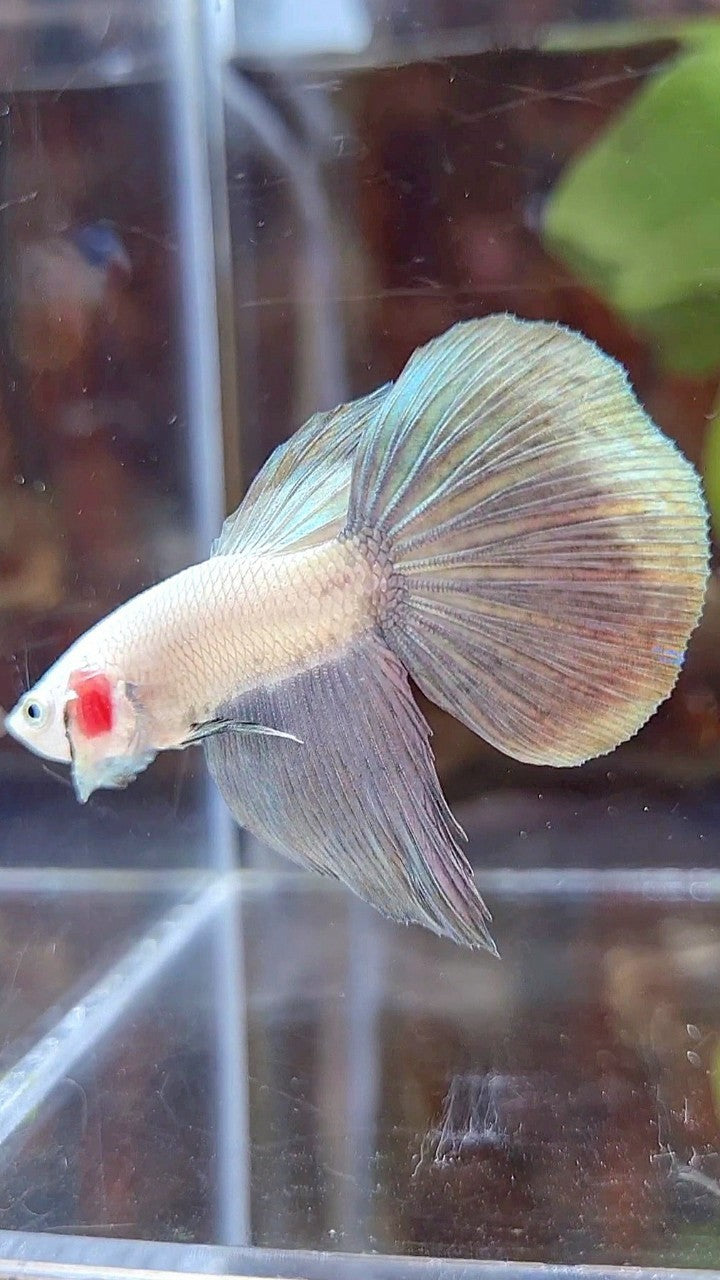 HALFMOON COPPER RIM BICOLOR BETTA FISH