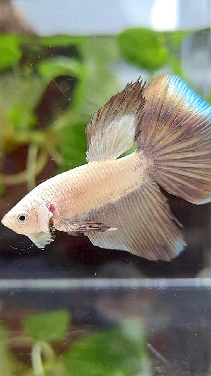 HALFMOON COPPER RIM BICOLOR BETTA FISH