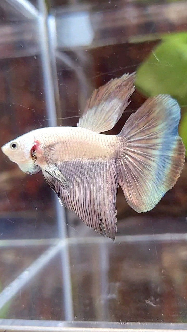 HALFMOON COPPER RIM BICOLOR BETTA FISH