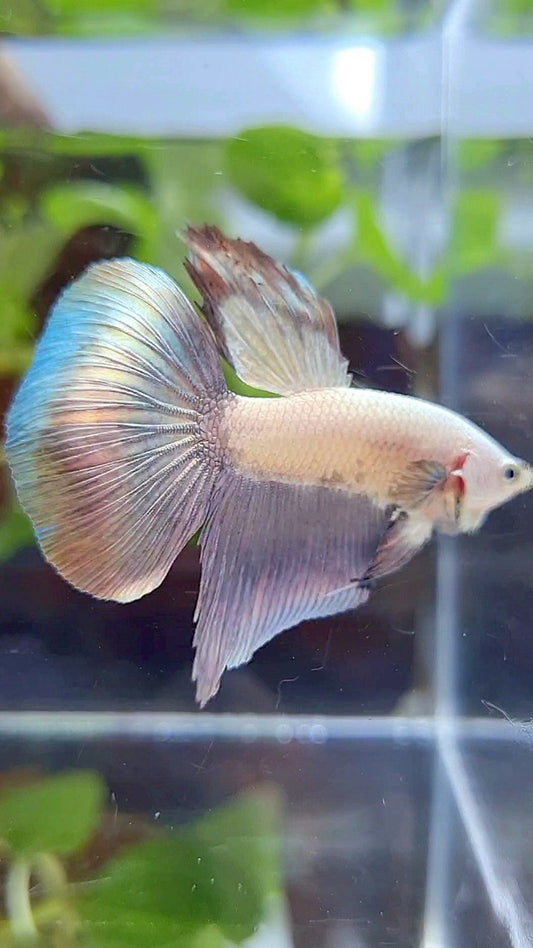 HALFMOON COPPER RIM BICOLOR BETTA FISH