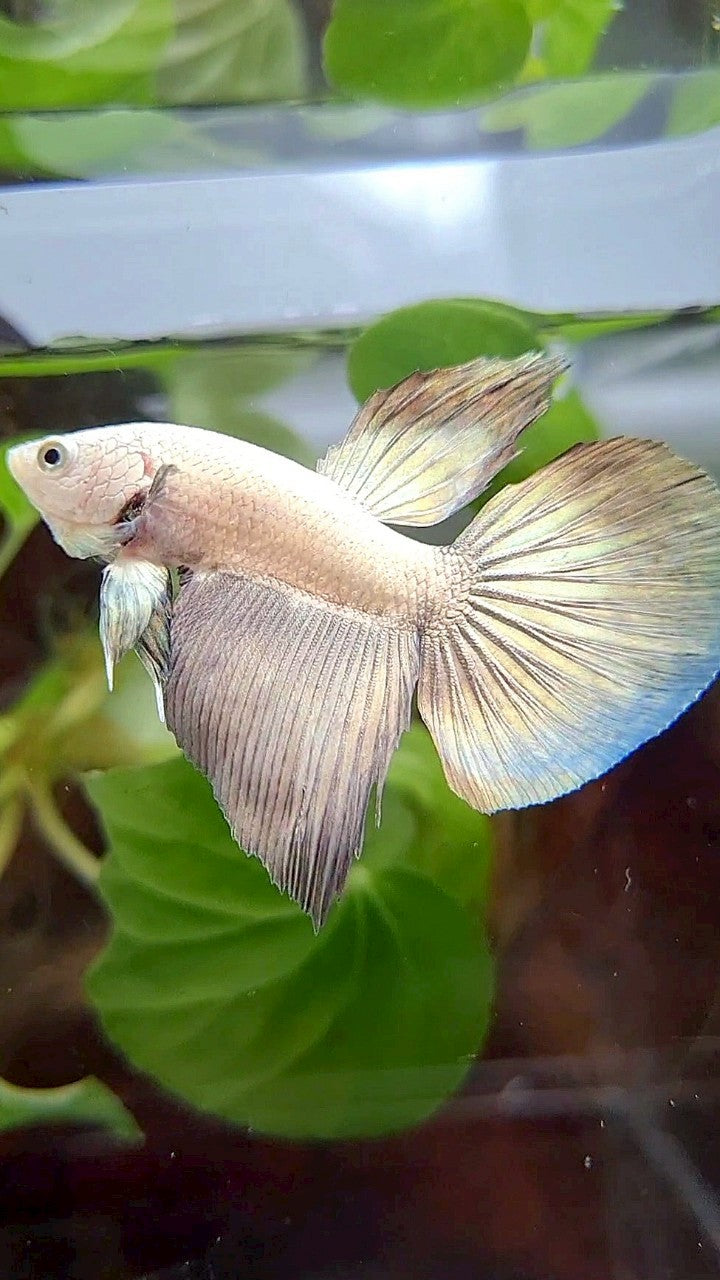 HALFMOON COPPER RIM BICOLOR BETTA FISH
