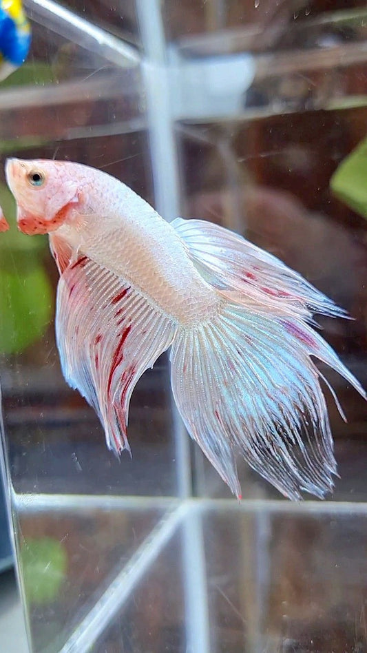 VEILTAIL FANCY ARMAGEDDON FLAMINGGO BETTA FISH