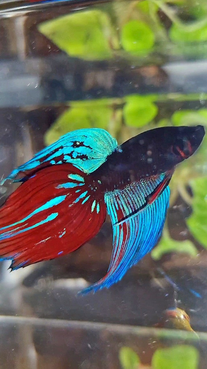 VEILTAIL BLACK SAPPHIRE AVATAR BLUE RED GREEN BETTA FISH