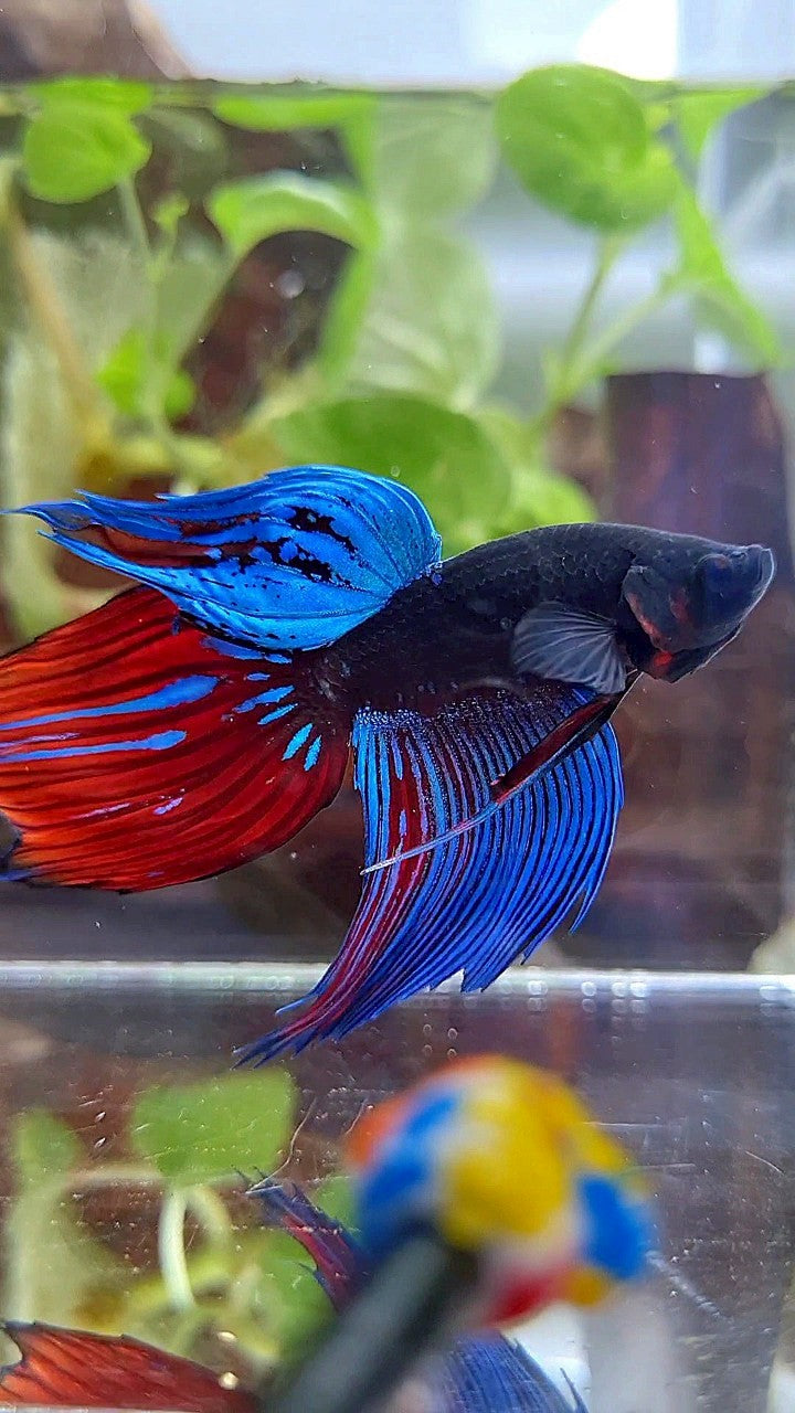 VEILTAIL BLACK SAPPHIRE AVATAR BLUE RED GREEN BETTA FISH