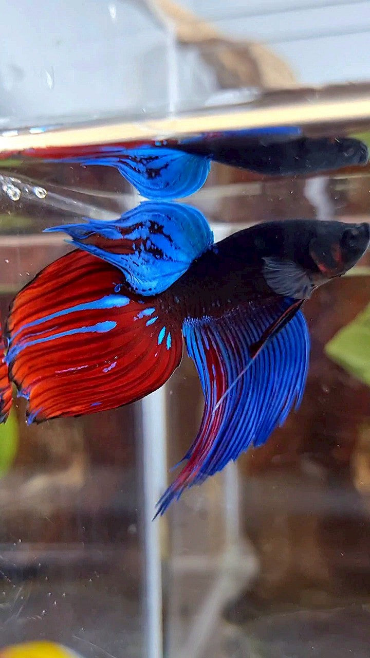 VEILTAIL BLACK SAPPHIRE AVATAR BLUE RED GREEN BETTA FISH
