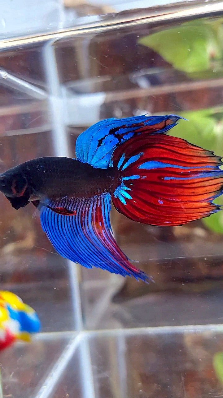 VEILTAIL BLACK SAPPHIRE AVATAR BLUE RED GREEN BETTA FISH