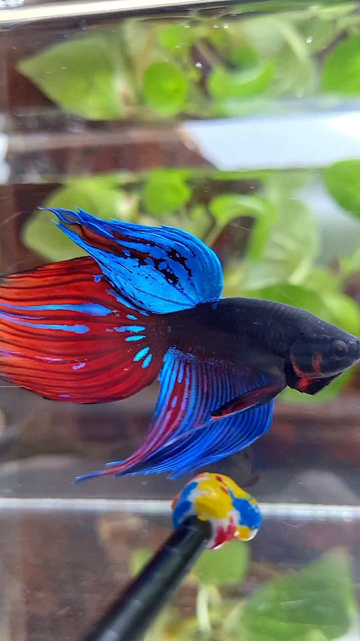 VEILTAIL BLACK SAPPHIRE AVATAR BLUE RED GREEN BETTA FISH