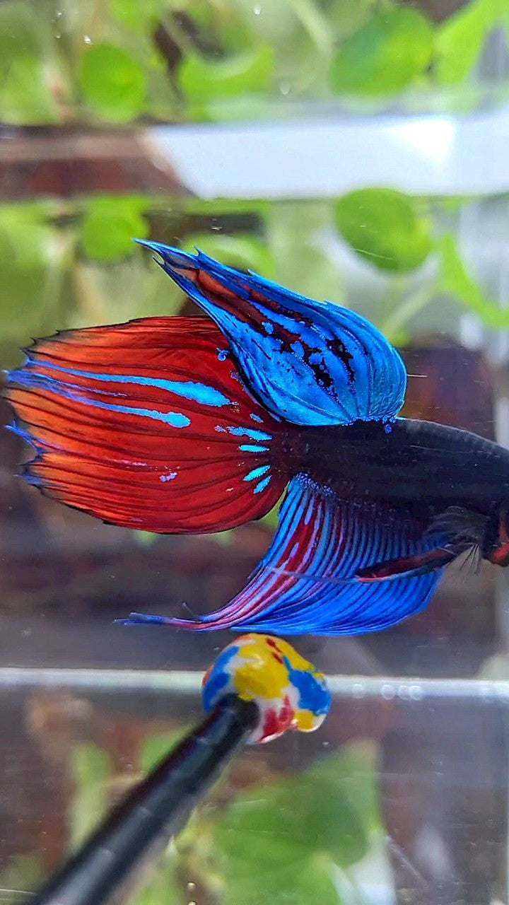 VEILTAIL BLACK SAPPHIRE AVATAR BLUE RED GREEN BETTA FISH