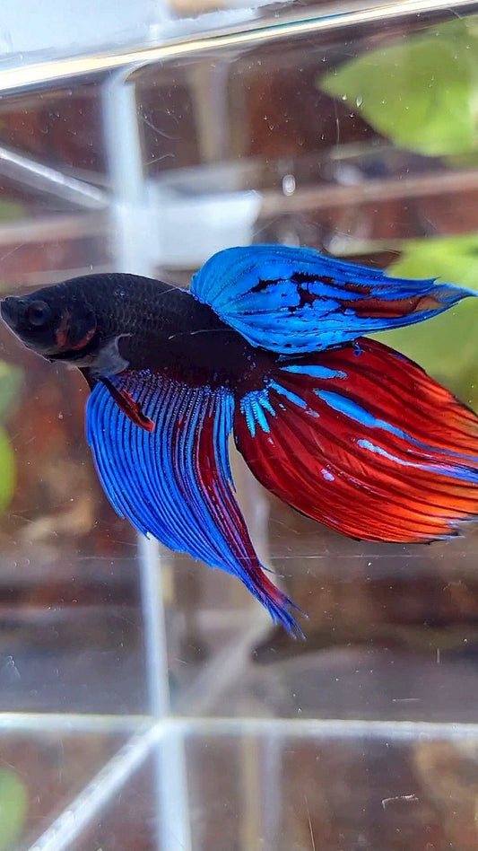 VEILTAIL BLACK SAPPHIRE AVATAR BLUE RED GREEN BETTA FISH