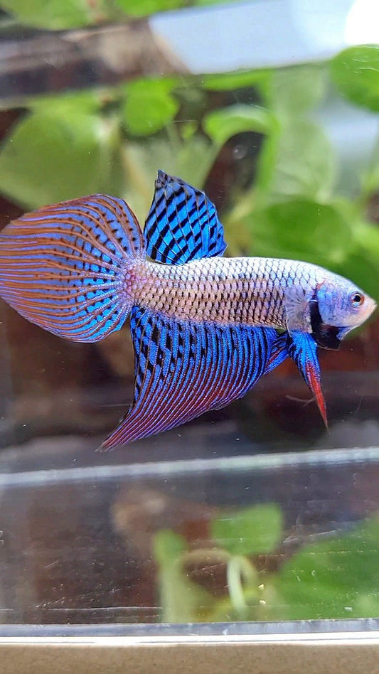 VEILTAIL ALIEN BLUE HYBRID WILD BETTA FISH
