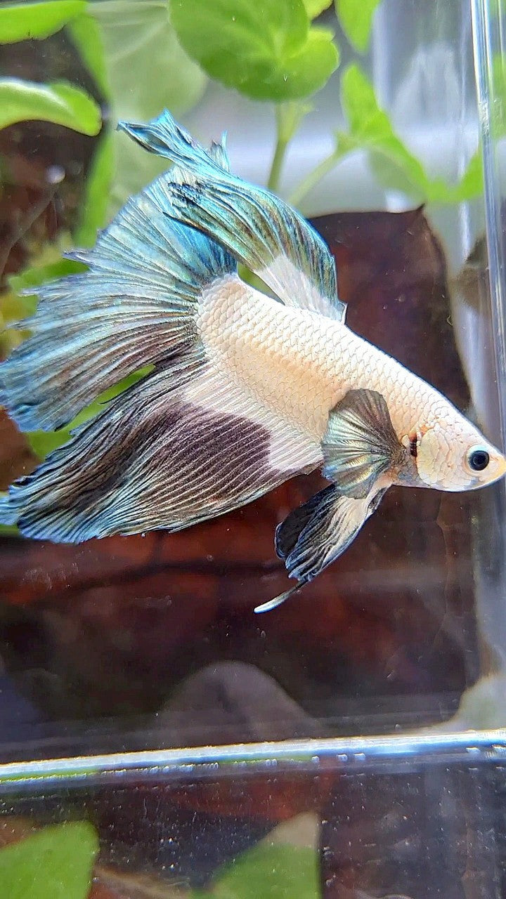 HALFMOON ROSETAIL BIG EAR COPPER RIM BICOLOR BETTA FISH