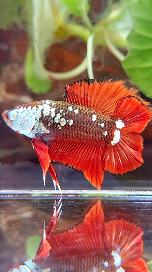PLAKAT DOUBLE TAIL BLACK MAMBA SNOW MASKING RED BETTA FISH