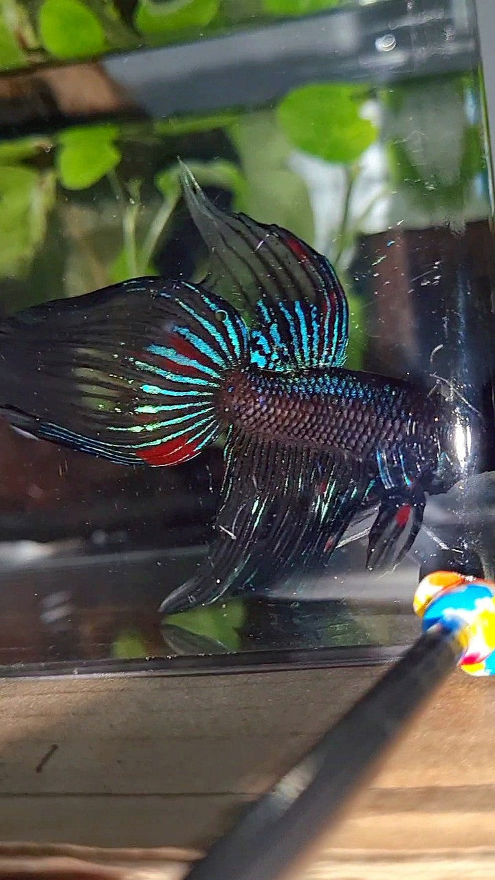 VEILTAIL BLACK AVATAR VARIATION BETTA FISH