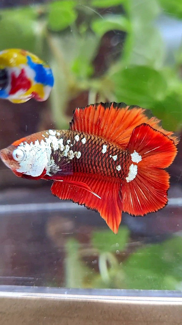PLAKAT DOUBLE TAIL BLACK MAMBA SNOW MASKING RED BETTA FISH