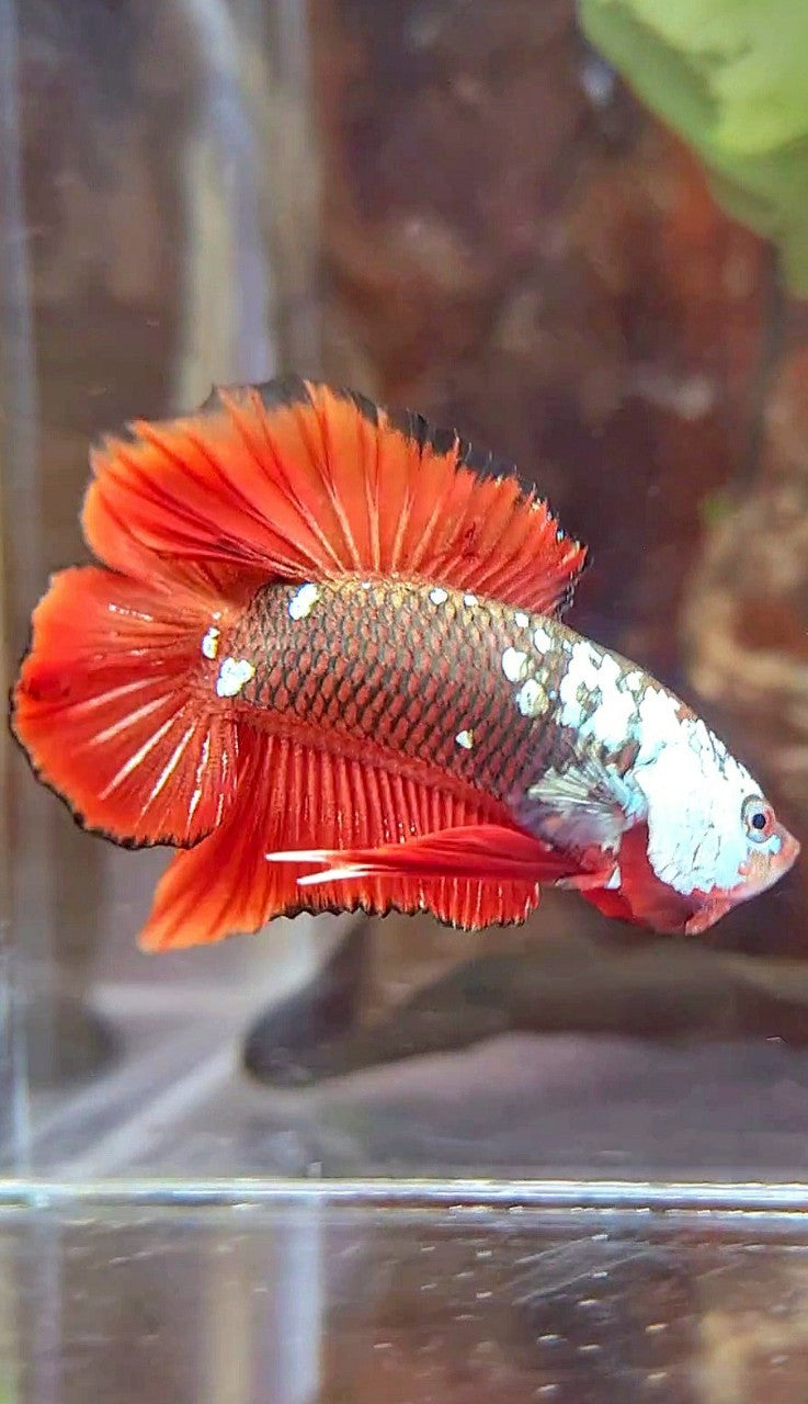 PLAKAT DOUBLE TAIL BLACK MAMBA SNOW MASKING RED BETTA FISH